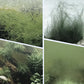 🔥Heißer Verkauf🔥Leistungsstarker Wasserklärer für Aquarien