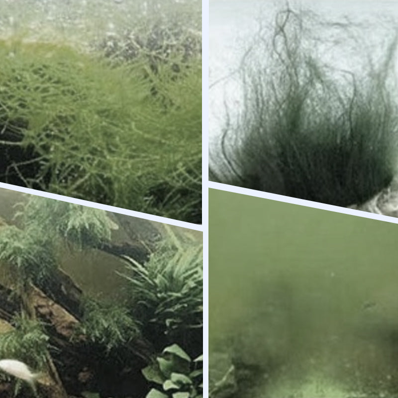 🔥Hot Sale🔥Powerful Aquarium Water Clarifier